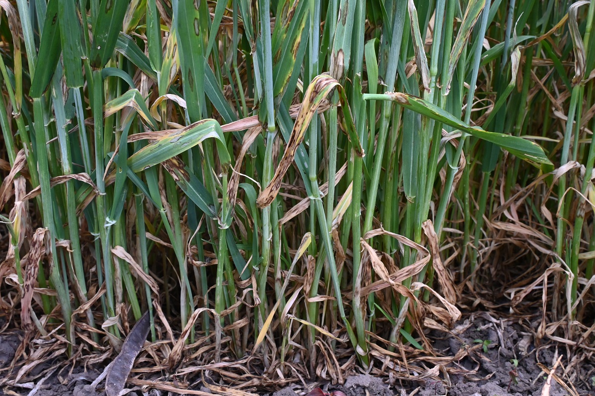 K&aacute;ros&iacute;t&oacute;k a sz&aacute;nt&oacute;f&ouml;ld&ouml;n (3. r&eacute;sz) &ndash; &Aacute;prilis v&eacute;ge-m&aacute;jus eleje