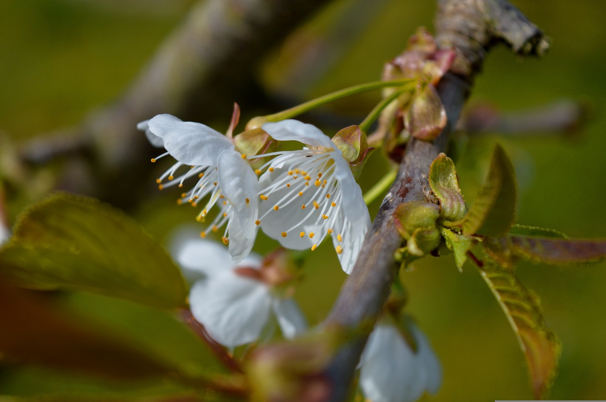 Fagyk&aacute;rfelv&eacute;tel &ndash; Mit tehet&uuml;nk k&ouml;zvetlen&uuml;l a fagyok ut&aacute;n az &uuml;ltetv&eacute;nyben?