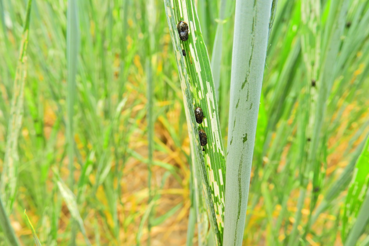 K&aacute;ros&iacute;t&oacute;k a sz&aacute;nt&oacute;f&ouml;ld&ouml;n (3. r&eacute;sz) &ndash; &Aacute;prilis v&eacute;ge-m&aacute;jus eleje
