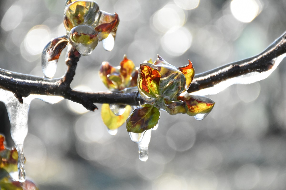 Fagyk&aacute;rfelv&eacute;tel &ndash; Mit tehet&uuml;nk k&ouml;zvetlen&uuml;l a fagyok ut&aacute;n az &uuml;ltetv&eacute;nyben?