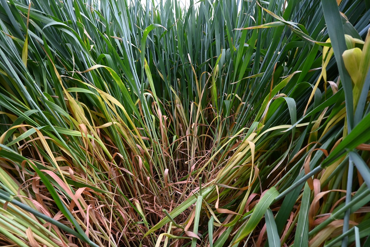 K&aacute;ros&iacute;t&oacute;k a sz&aacute;nt&oacute;f&ouml;ld&ouml;n (3. r&eacute;sz) &ndash; &Aacute;prilis v&eacute;ge-m&aacute;jus eleje