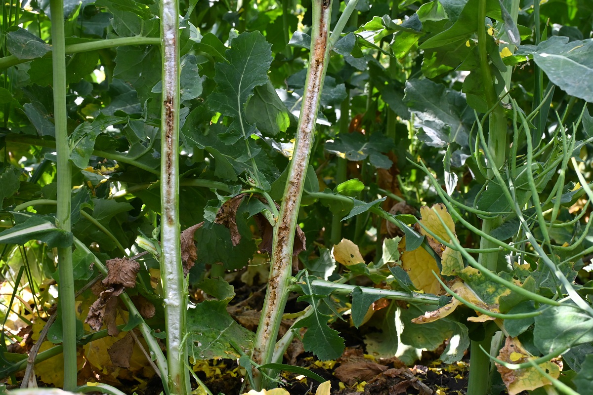 K&aacute;ros&iacute;t&oacute;k a sz&aacute;nt&oacute;f&ouml;ld&ouml;n (3. r&eacute;sz) &ndash; &Aacute;prilis v&eacute;ge-m&aacute;jus eleje