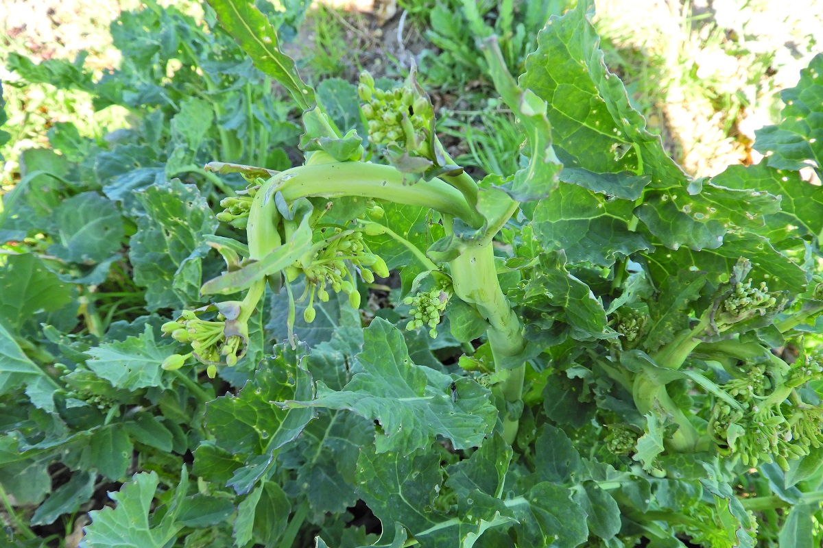 K&aacute;ros&iacute;t&oacute;k a sz&aacute;nt&oacute;f&ouml;ld&ouml;n (3. r&eacute;sz) &ndash; &Aacute;prilis v&eacute;ge-m&aacute;jus eleje