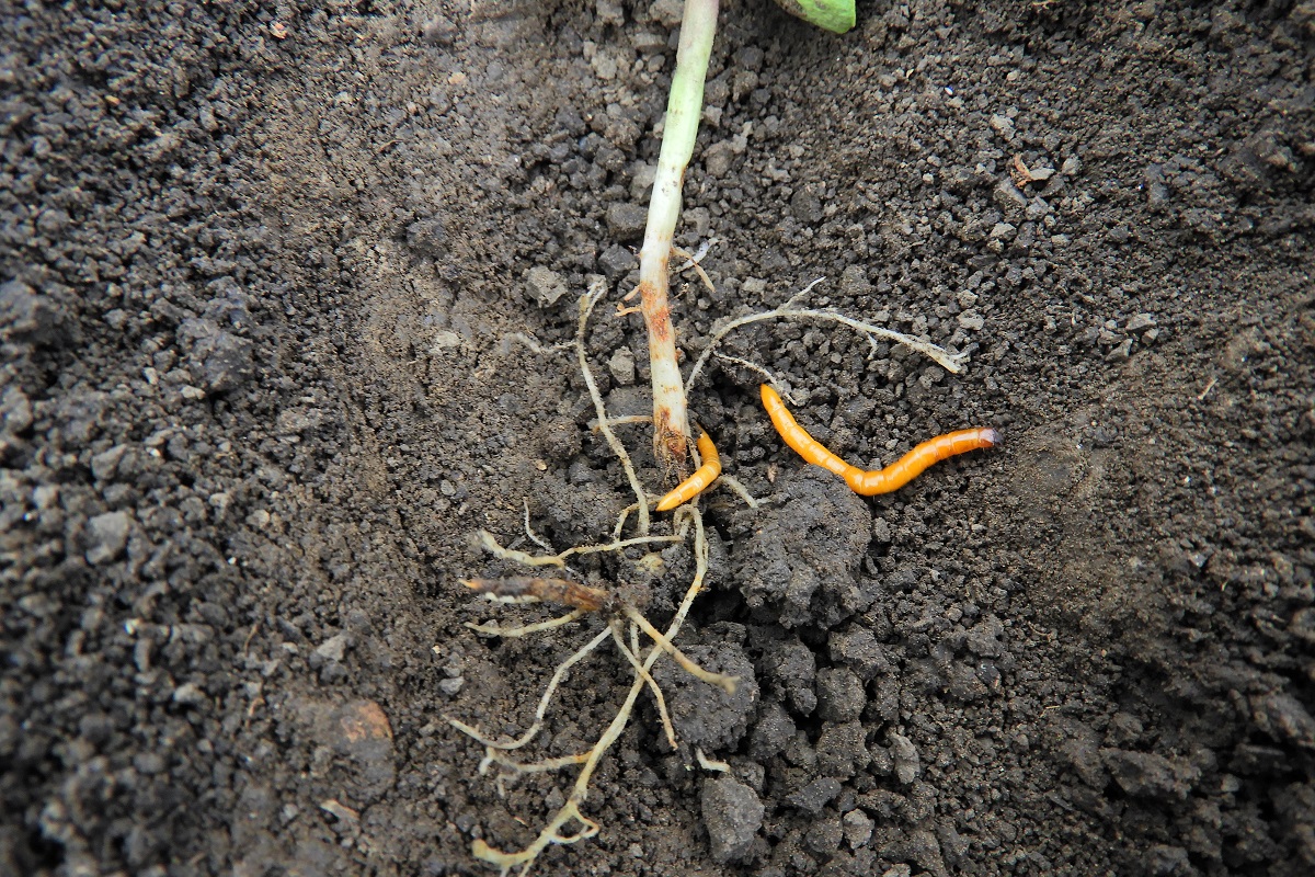 K&aacute;ros&iacute;t&oacute;k a sz&aacute;nt&oacute;f&ouml;ld&ouml;n (3. r&eacute;sz) &ndash; &Aacute;prilis v&eacute;ge-m&aacute;jus eleje