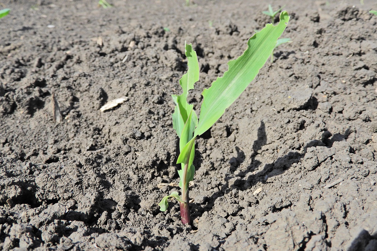 K&aacute;ros&iacute;t&oacute;k a sz&aacute;nt&oacute;f&ouml;ld&ouml;n (3. r&eacute;sz) &ndash; &Aacute;prilis v&eacute;ge-m&aacute;jus eleje