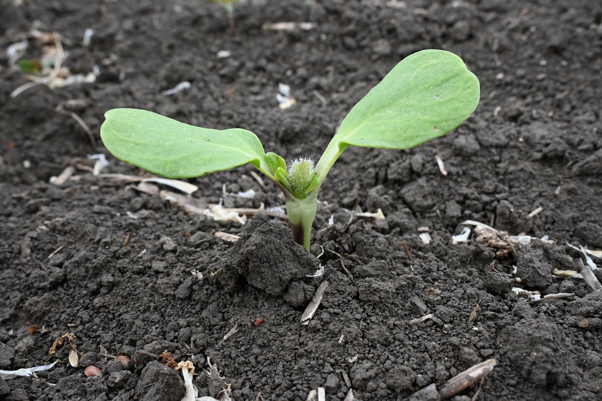K&aacute;ros&iacute;t&oacute;k a sz&aacute;nt&oacute;f&ouml;ld&ouml;n (3. r&eacute;sz) &ndash; &Aacute;prilis v&eacute;ge-m&aacute;jus eleje