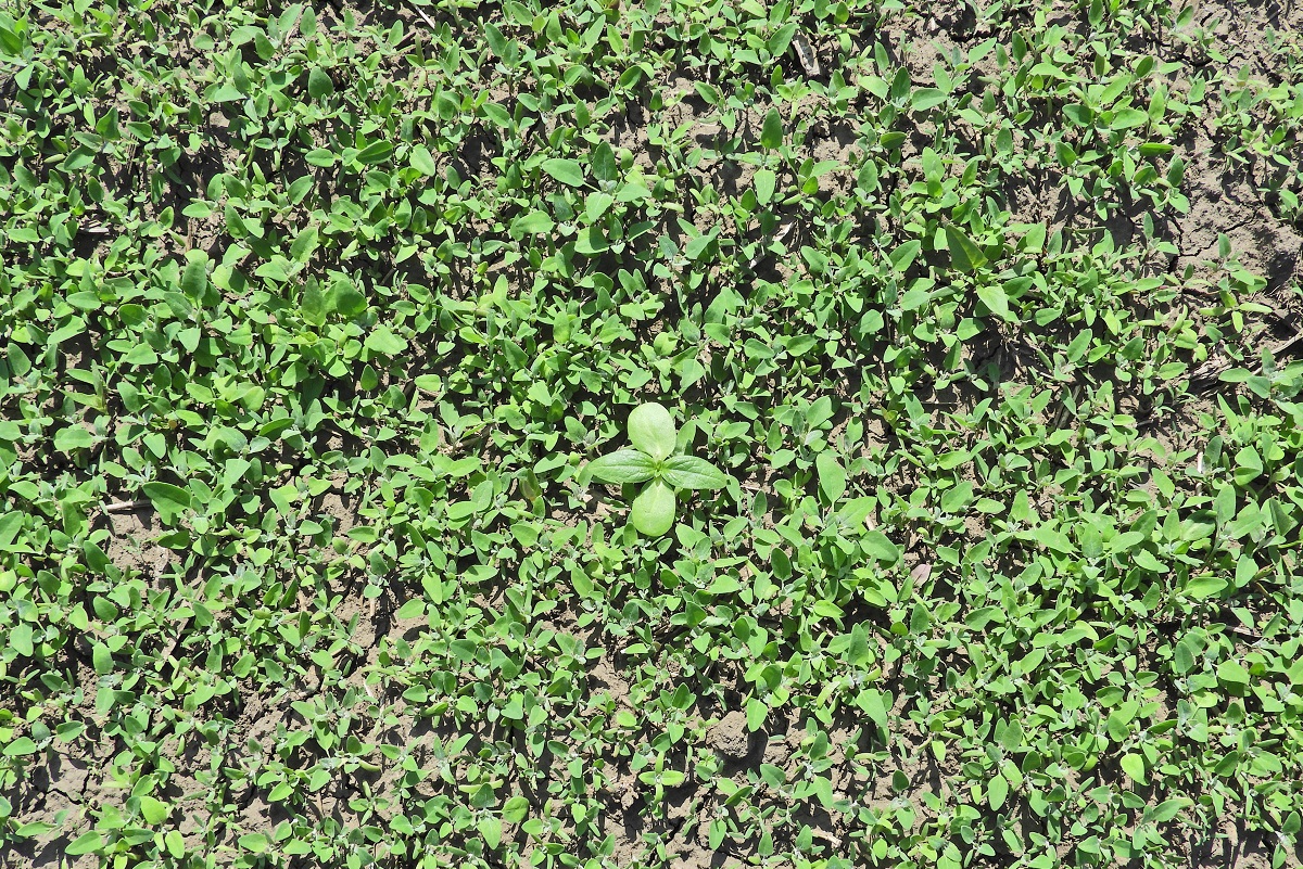 K&aacute;ros&iacute;t&oacute;k a sz&aacute;nt&oacute;f&ouml;ld&ouml;n (3. r&eacute;sz) &ndash; &Aacute;prilis v&eacute;ge-m&aacute;jus eleje