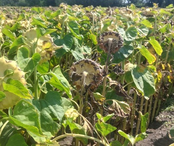 Pictor&reg; Active &ndash; Az olajosok első sz&aacute;m&uacute; gomba&ouml;lő szere