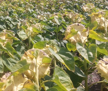 Pictor&reg; Active &ndash; Az olajosok első sz&aacute;m&uacute; gomba&ouml;lő szere