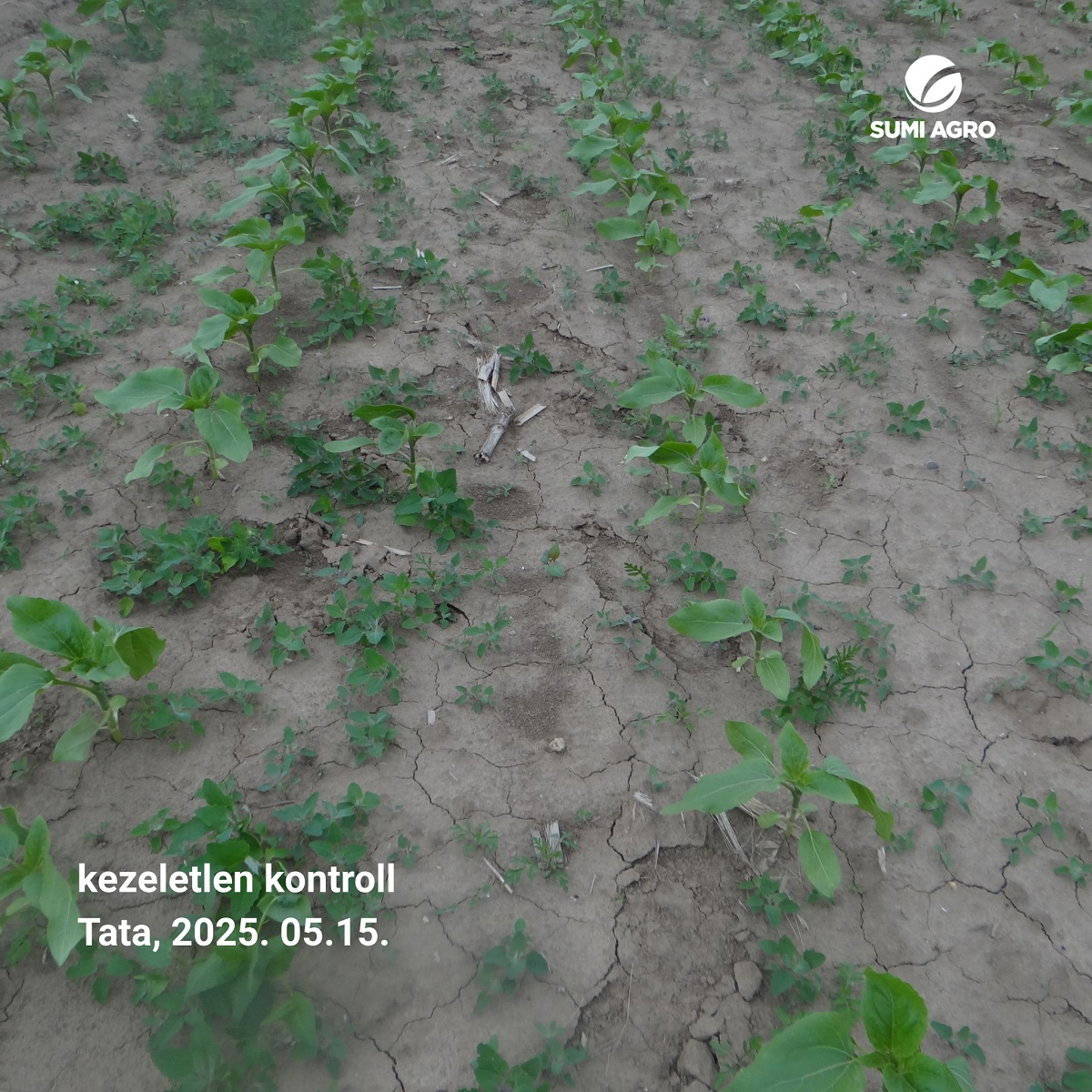 Alapgyomirt&aacute;sban a Pladge az alap