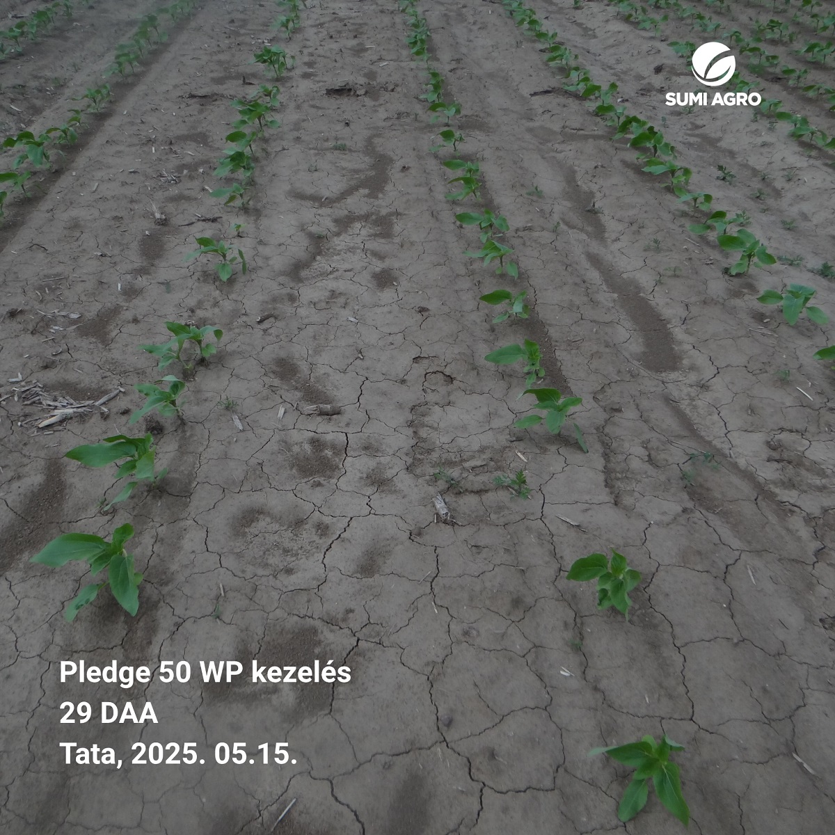 Alapgyomirt&aacute;sban a Pladge az alap