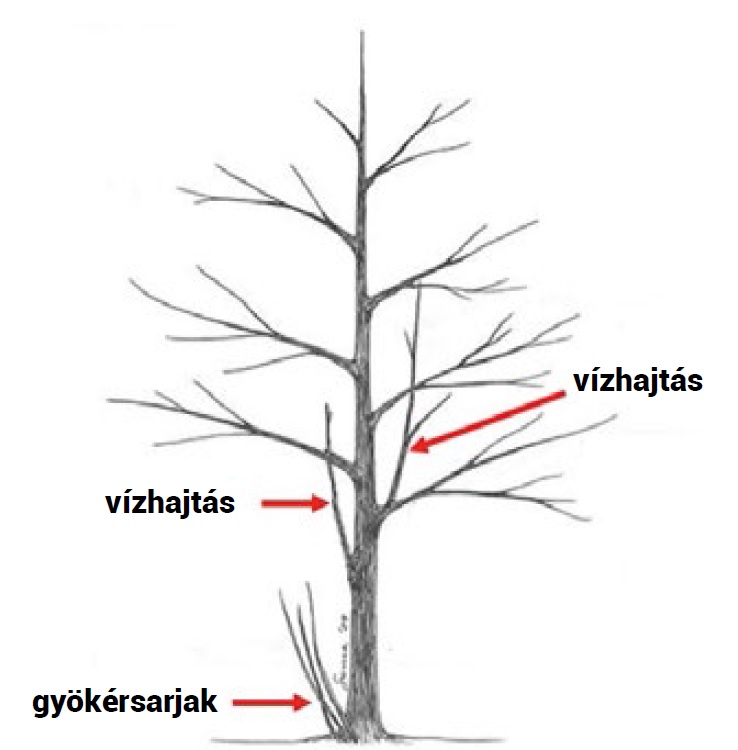 Mit tehetünk a bosszantó vízhajtásokkal?