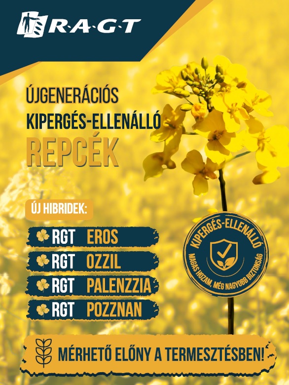 Több termés lesz a raktárban, kevesebb a földön az RAGT új kipergés-ellenálló hibridjeivel