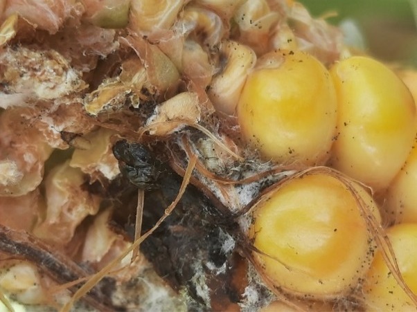 Toxinproblémák és megoldások kukoricában – A mechanikai sérülések utat nyitnak a fertőzéseknek