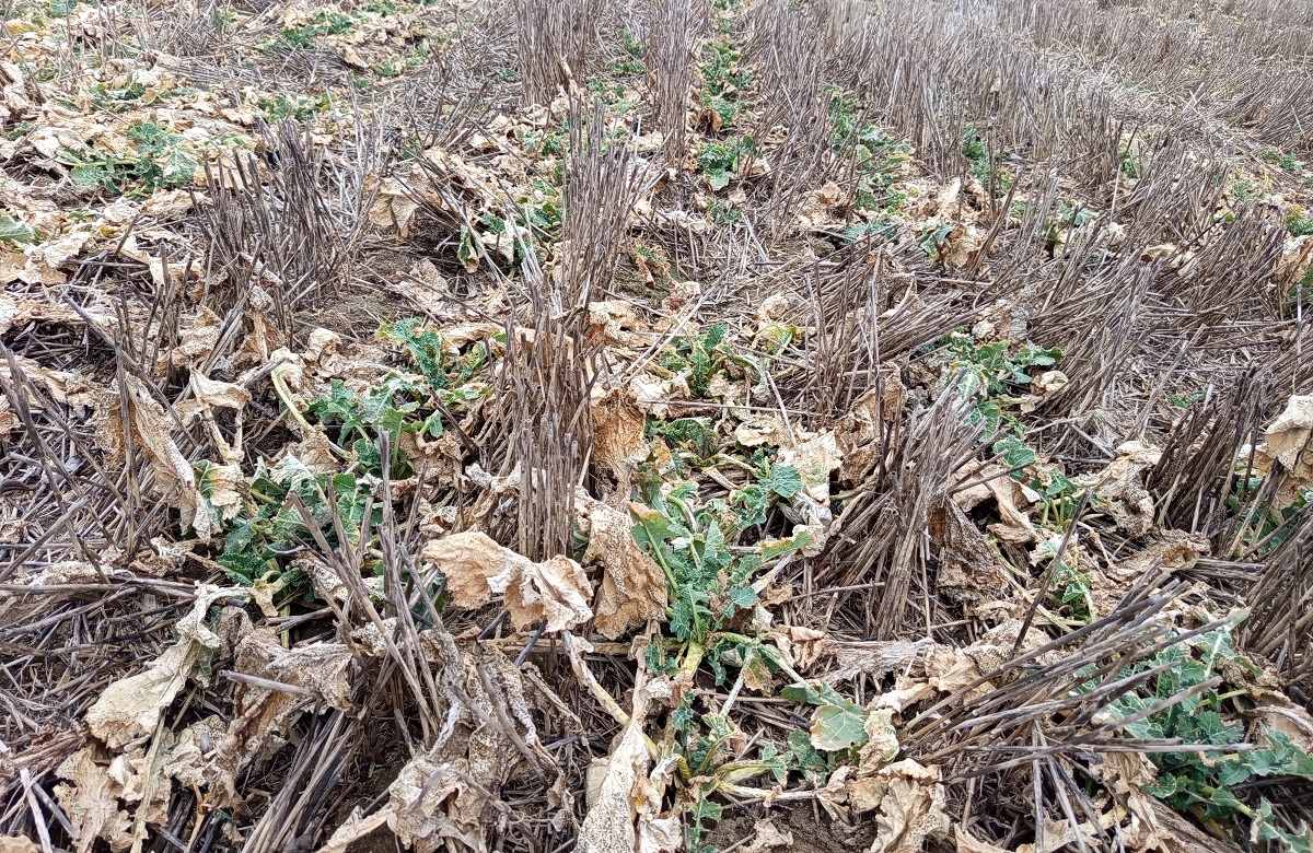 Strip-till művelés Hajdúböszörményben