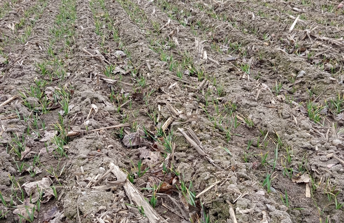 Strip-till művelés Hajdúböszörményben