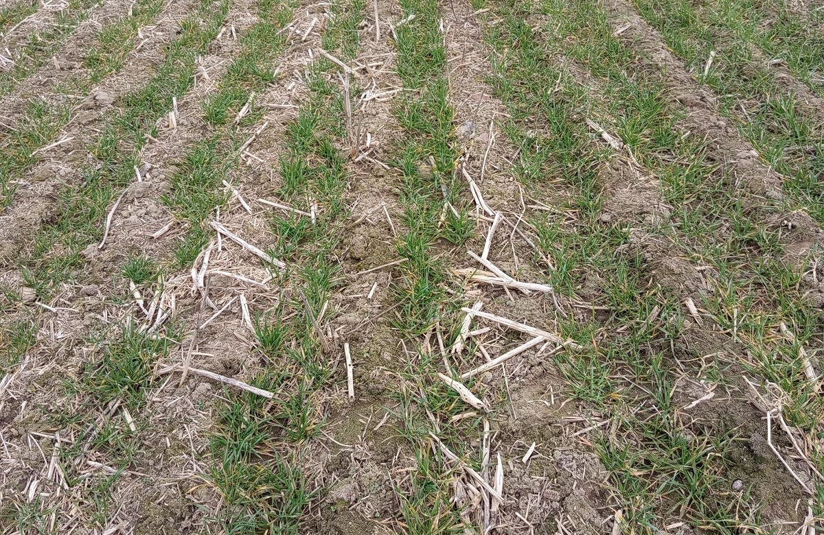 Strip-till művelés Hajdúböszörményben