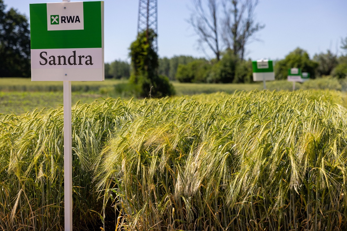 Minőségi vetőmag, megfelelő genetika és partnerség – RWA 30 Kalászos Szántóföldi Bemutató Ikrényben
