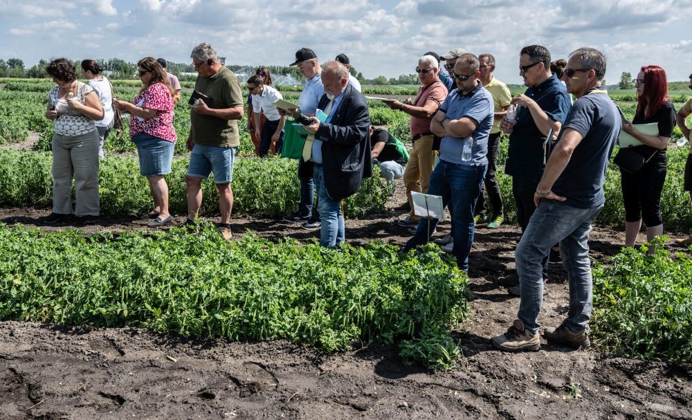 Bors&oacute;termeszt&eacute;s &uacute;j alapokon &ndash; j&ouml;vőbemutat&oacute; fajt&aacute;k &eacute;s innovat&iacute;v megold&aacute;sok