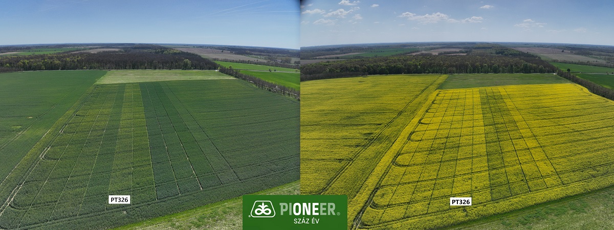 PT326 – A lendületes Pioneer® NextGen repcehibrid, amely a szélsőségek között is előnyt teremt