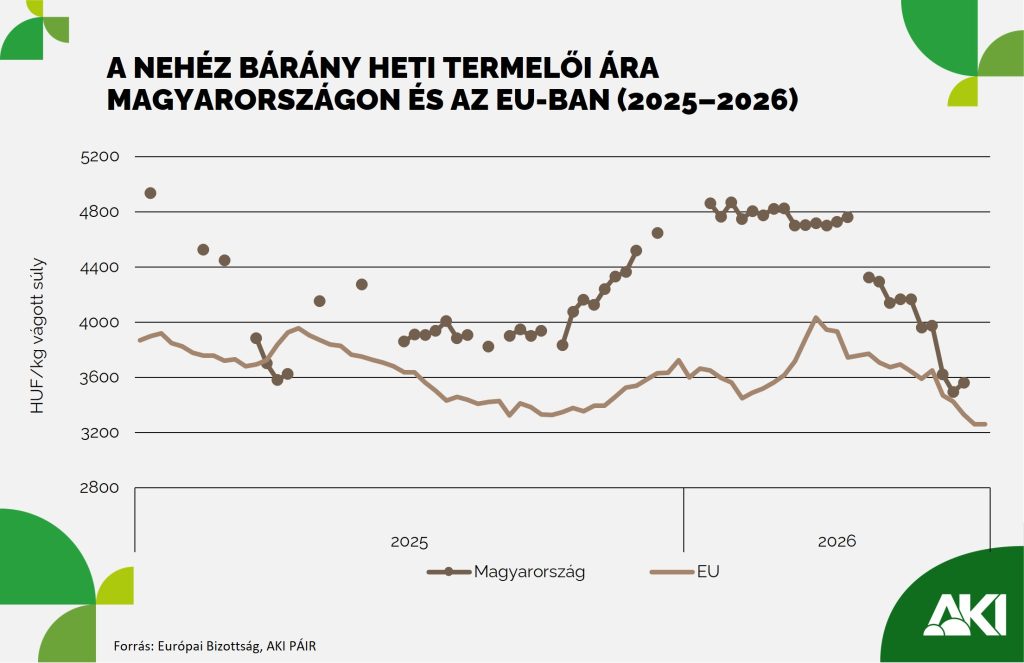 Jelentősen erősödött a hazai élőbárány-export az év első öt hónapjában