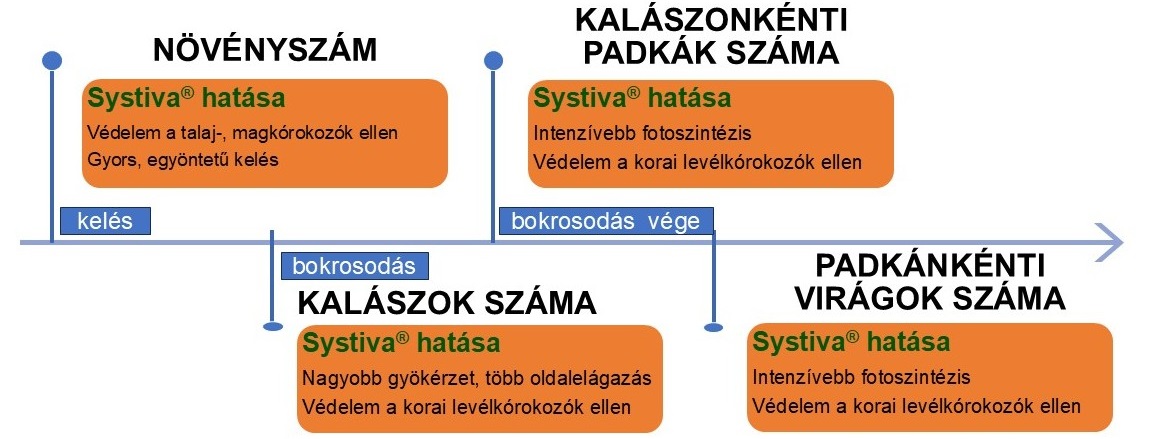 A termésbiztonság ott kezdődik, ahol a hozam kialakul