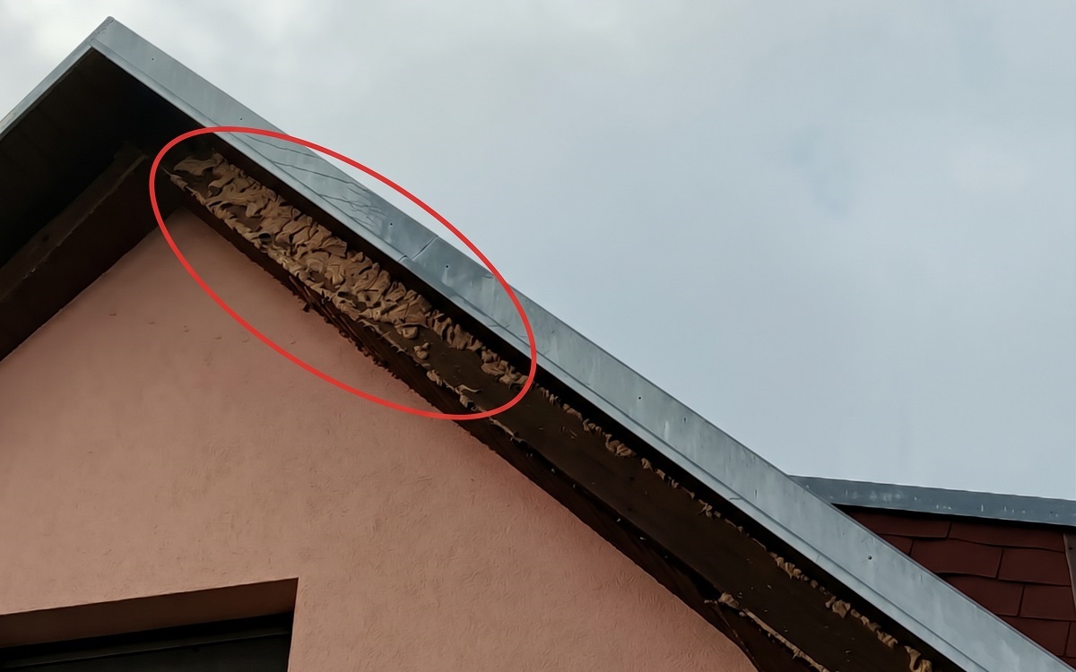 Egyed&uuml;l&aacute;ll&oacute; v&eacute;dekez&eacute;si rendszer &eacute;p&uuml;lt ki az &aacute;zsiai l&oacute;dar&aacute;zs ellen a MATE-n