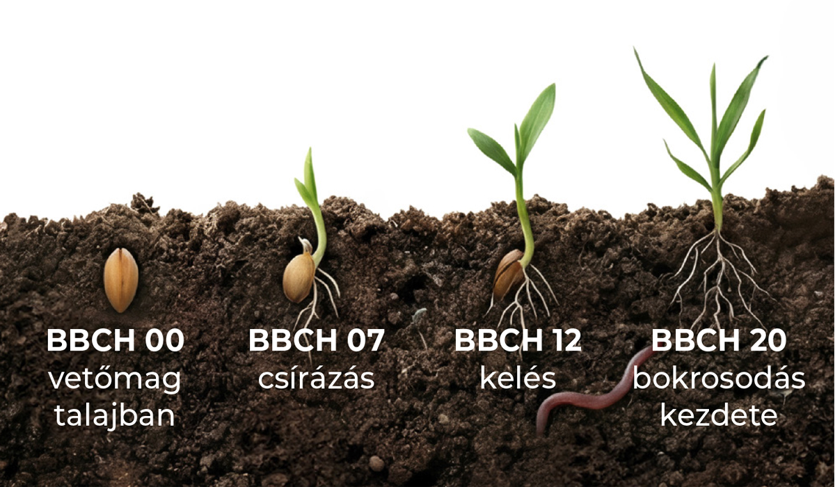 Az őszi búza aktuális tápanyag-utánpótlási lehetőségei