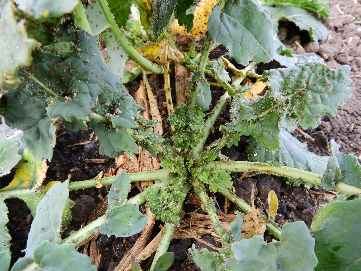 Károsítók a szántóföldön (7. rész) – Október vége–november vége