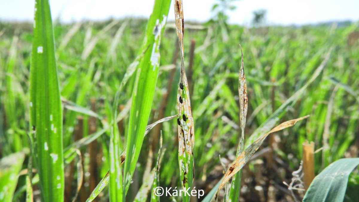 Hírek, információk a szántóföldről - Hozamapasztó gabona vírusok
