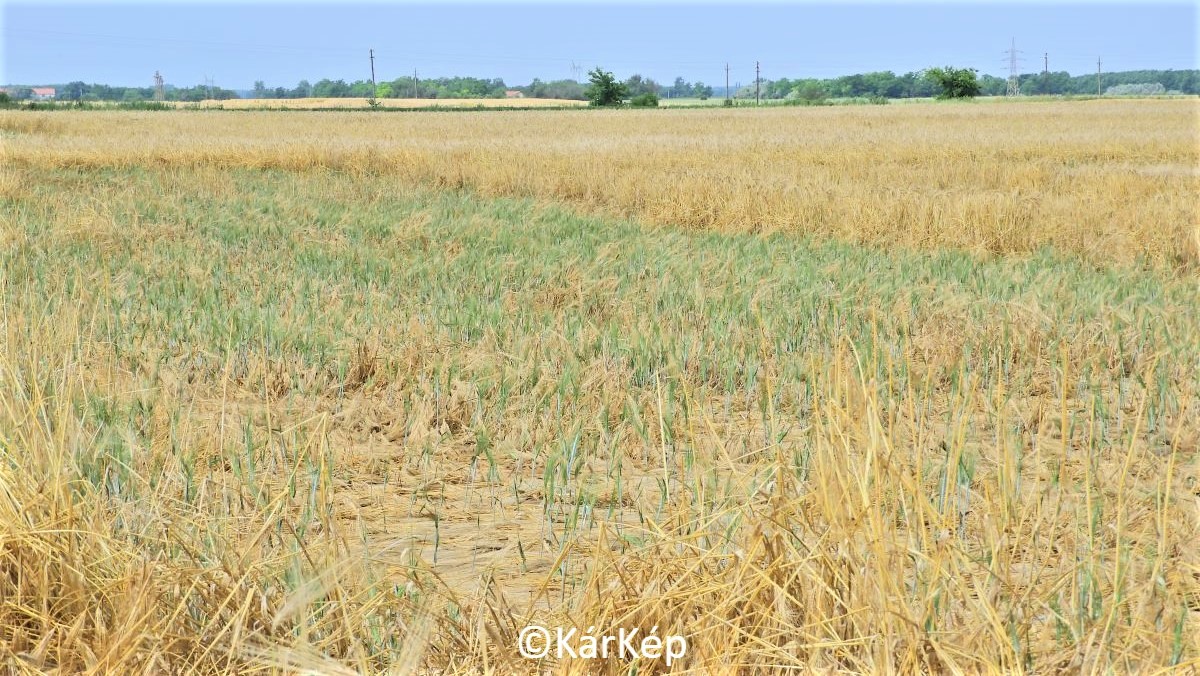 H&iacute;rek, inform&aacute;ci&oacute;k a sz&aacute;nt&oacute;f&ouml;ldről