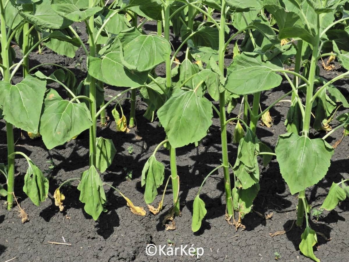 H&iacute;rek, inform&aacute;ci&oacute;k a sz&aacute;nt&oacute;f&ouml;ldről