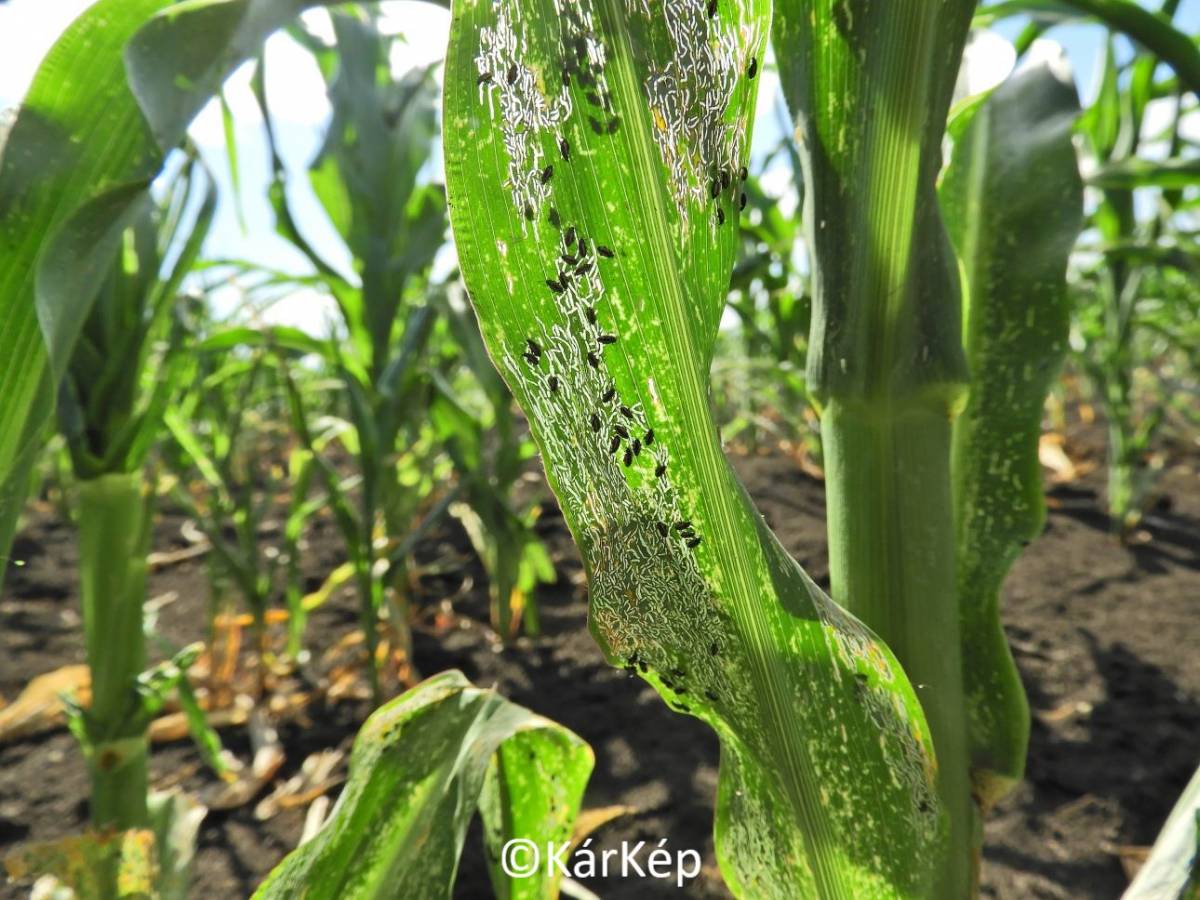 H&iacute;rek, inform&aacute;ci&oacute;k a sz&aacute;nt&oacute;f&ouml;ldről