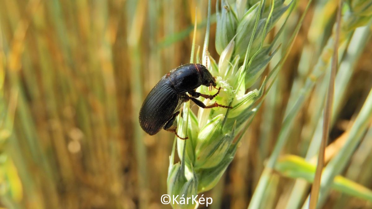 H&iacute;rek, inform&aacute;ci&oacute;k a sz&aacute;nt&oacute;f&ouml;ldről