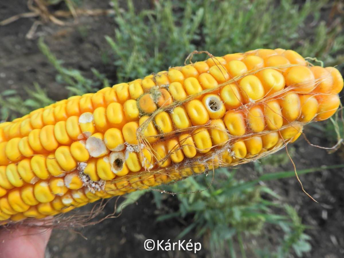 H&iacute;rek, inform&aacute;ci&oacute;k a sz&aacute;nt&oacute;f&ouml;ldről - Gyomn&ouml;v&eacute;ny-e a k&ouml;v&eacute;r porcsin?