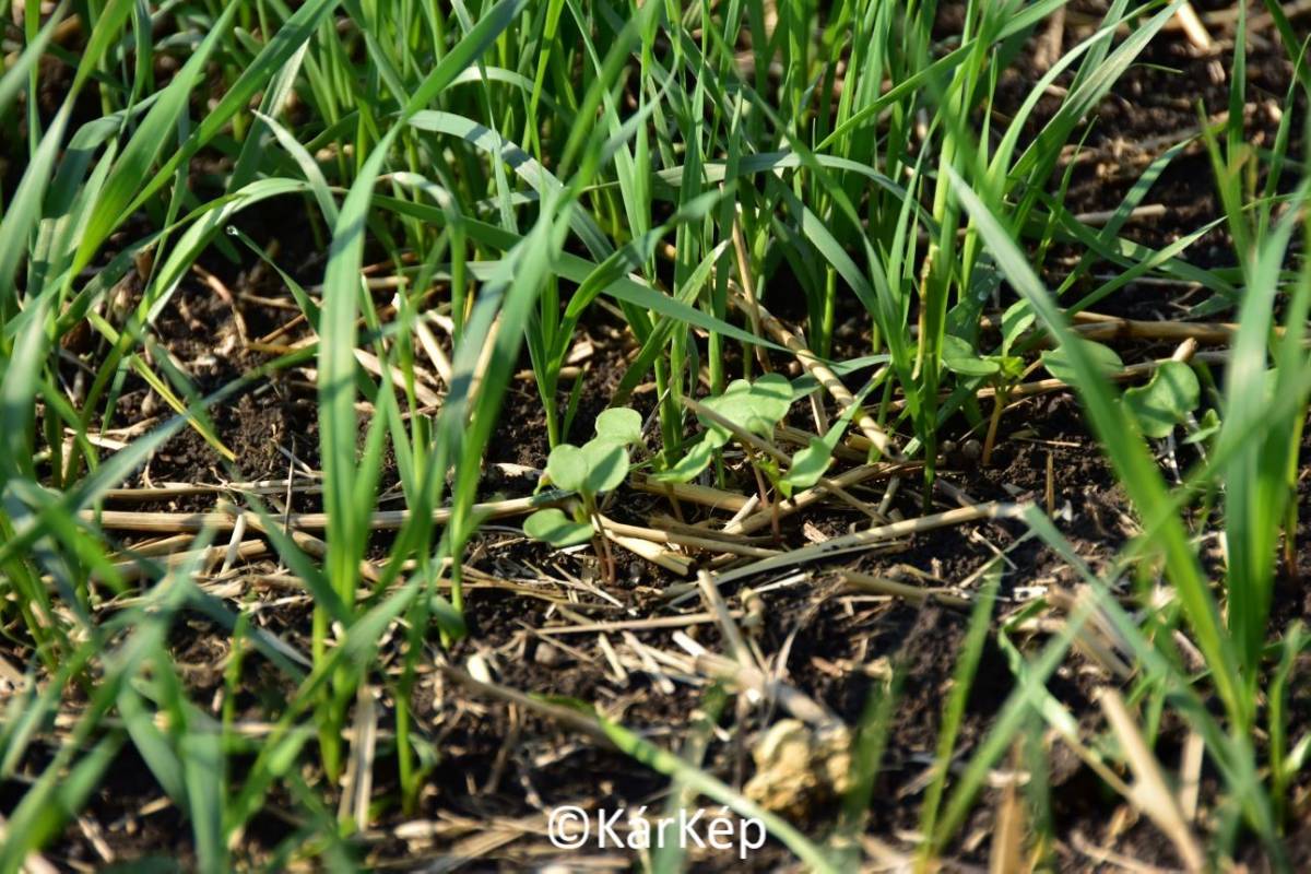 H&iacute;rek, inform&aacute;ci&oacute;k a sz&aacute;nt&oacute;f&ouml;ldről - Gyomn&ouml;v&eacute;ny-e a k&ouml;v&eacute;r porcsin?