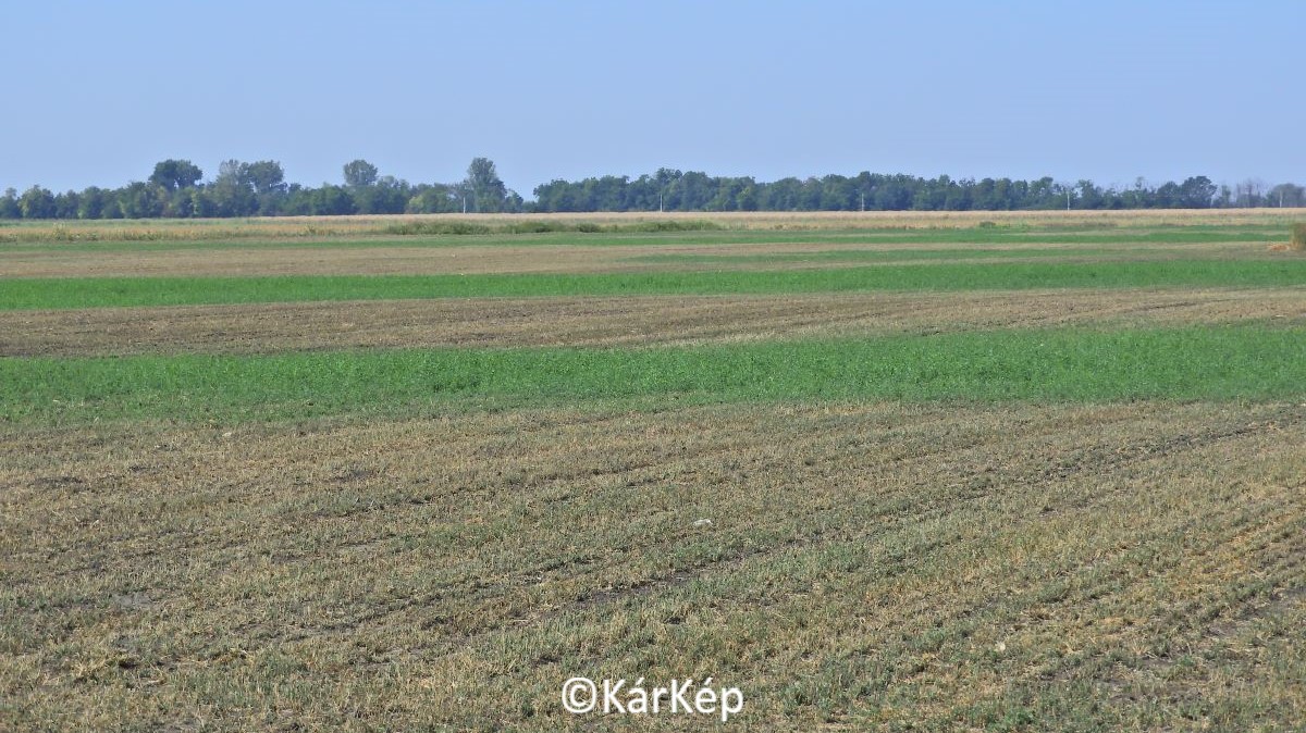 H&iacute;rek, inform&aacute;ci&oacute;k a sz&aacute;nt&oacute;f&ouml;ldről - Gyomn&ouml;v&eacute;ny-e a k&ouml;v&eacute;r porcsin?