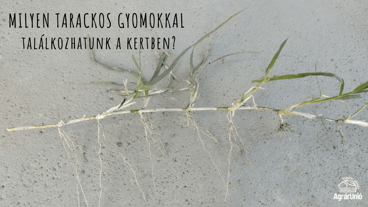 Milyen tarackos gyomokkal találkozhatunk a kertben? - KÉPEKKEL