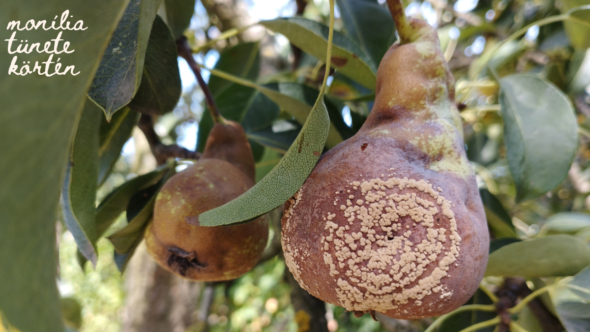 Mit tegy&uuml;nk, hogy megelőzz&uuml;k a mon&iacute;liafertőz&eacute;st? K&Eacute;PEKKEL!