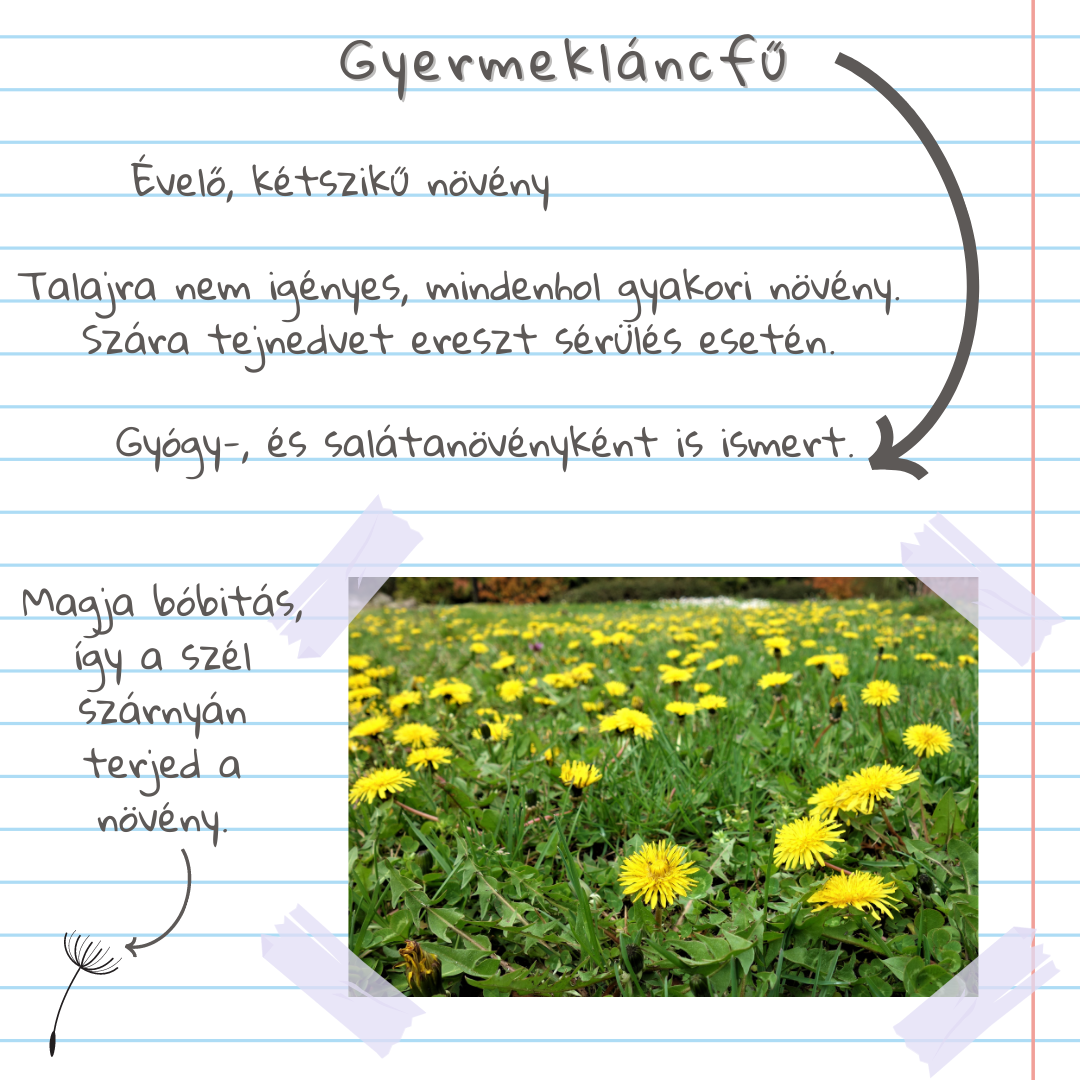 Gyomlexikon kertészeknek - HARMADIK RÉSZ