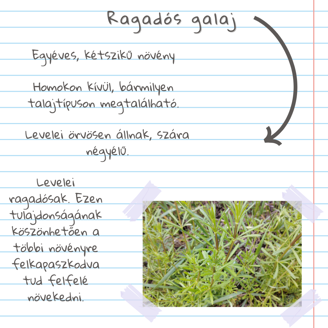 Gyomlexikon kert&eacute;szeknek - &Ouml;t&ouml;dik r&eacute;sz