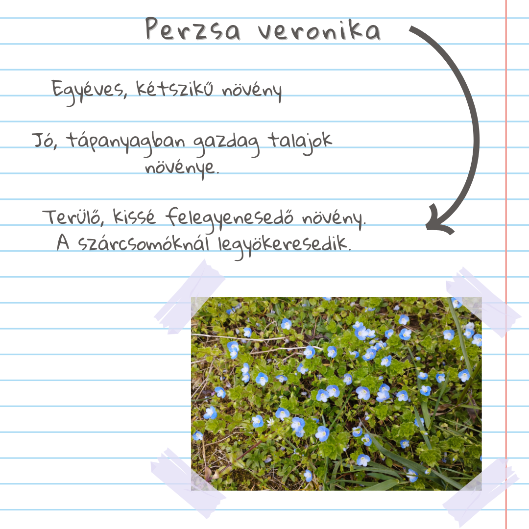 Gyomlexikon kert&eacute;szeknek - &Ouml;t&ouml;dik r&eacute;sz