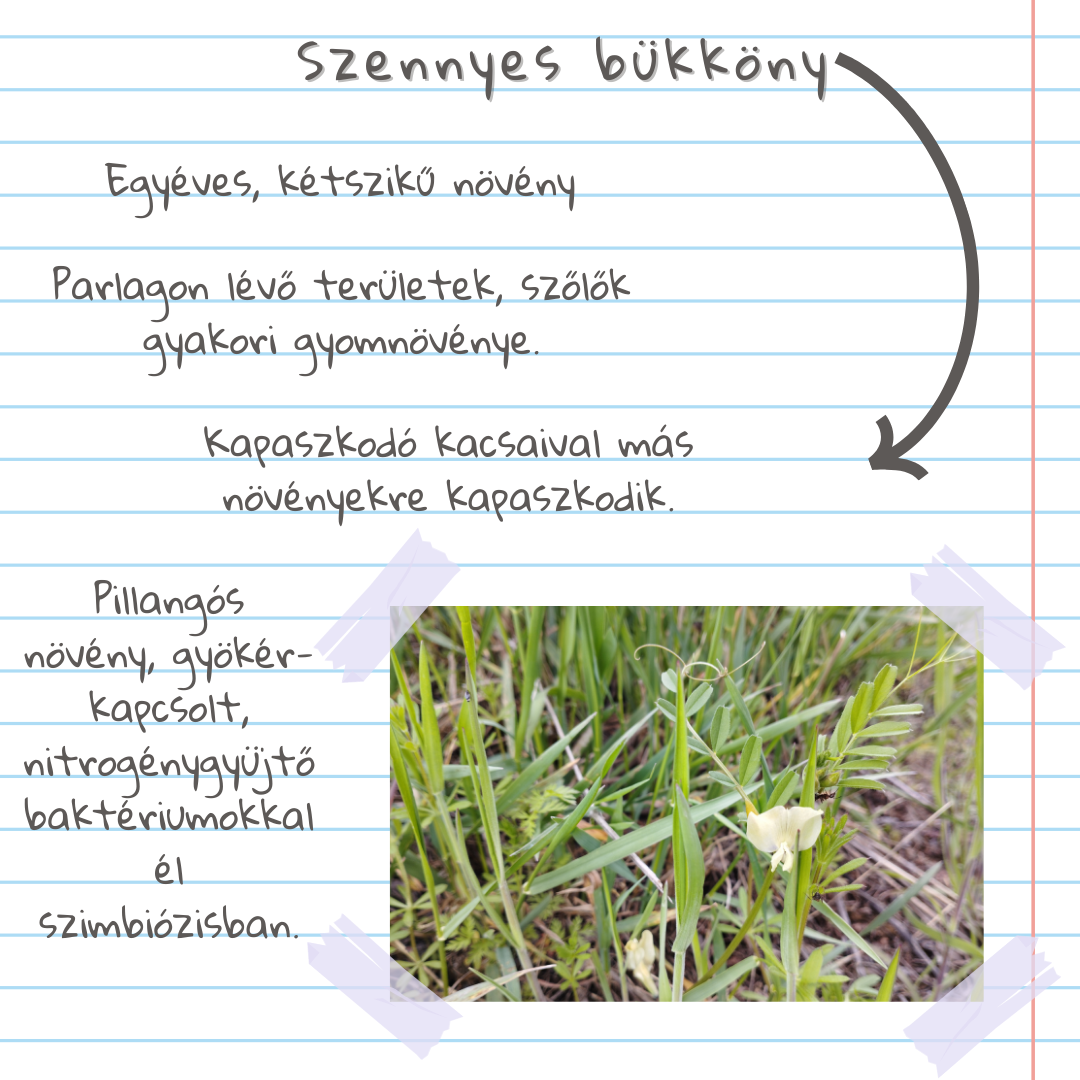 Gyomlexikon kert&eacute;szeknek - &Ouml;t&ouml;dik r&eacute;sz