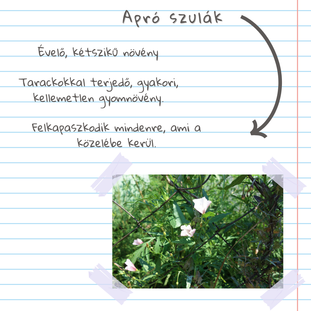 Gyomlexikon kert&eacute;szeknek - &Ouml;t&ouml;dik r&eacute;sz