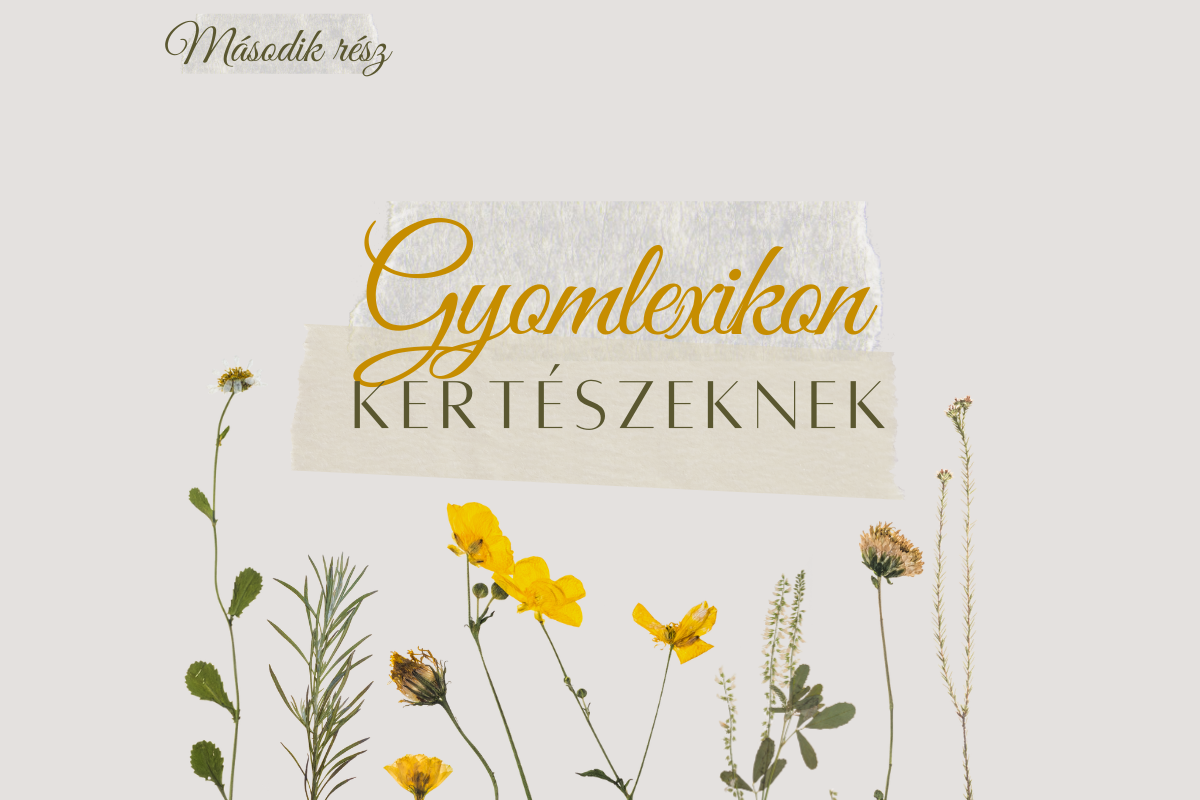 GYOMLEXIKON KERTÉSZEKNEK - MÁSODIK RÉSZ