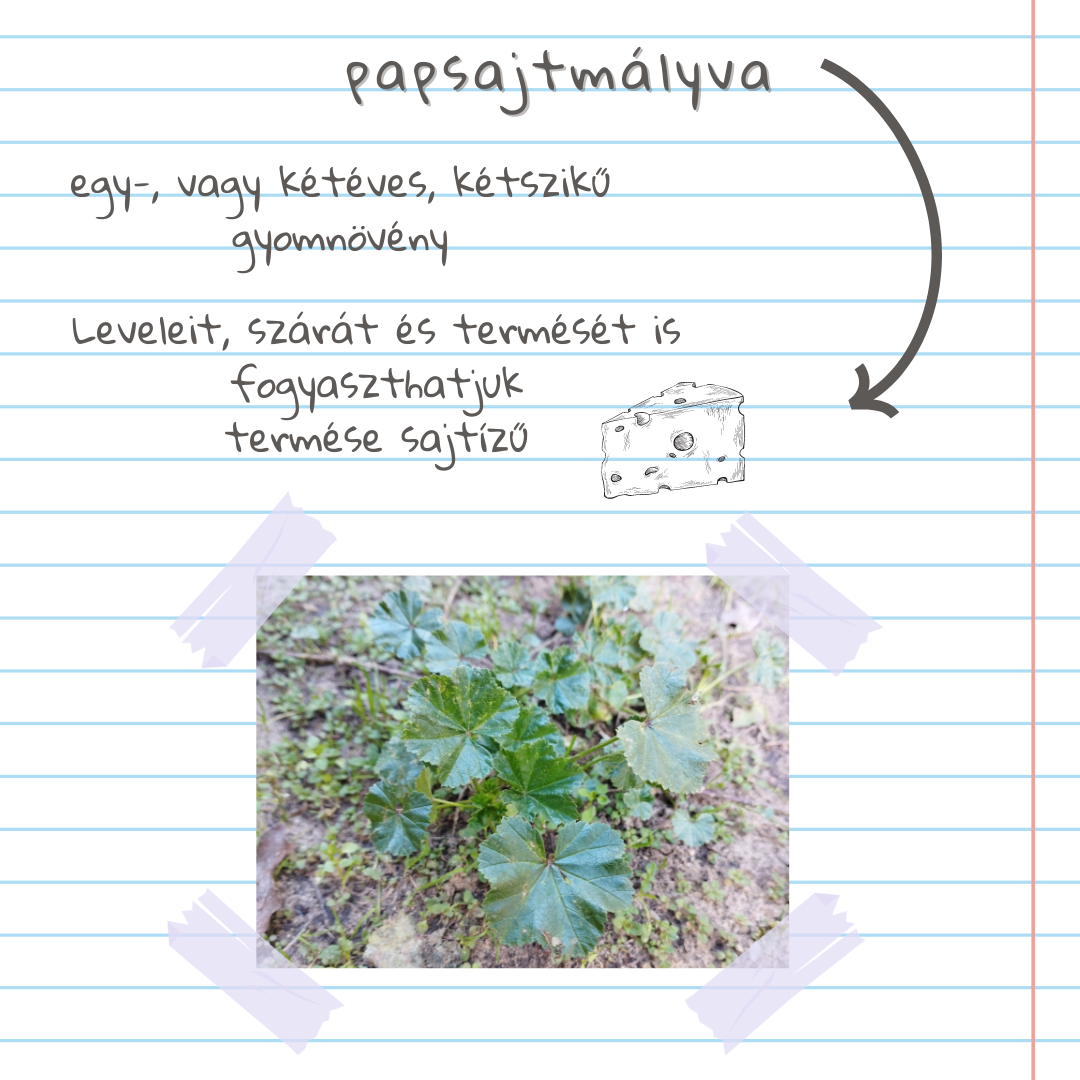 GYOMLEXIKON KERT&Eacute;SZEKNEK - M&Aacute;SODIK R&Eacute;SZ