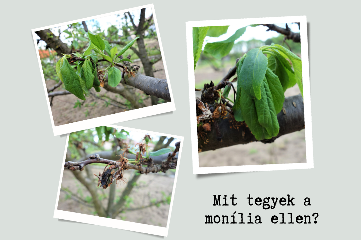 Mit tegyünk a monília ellen?