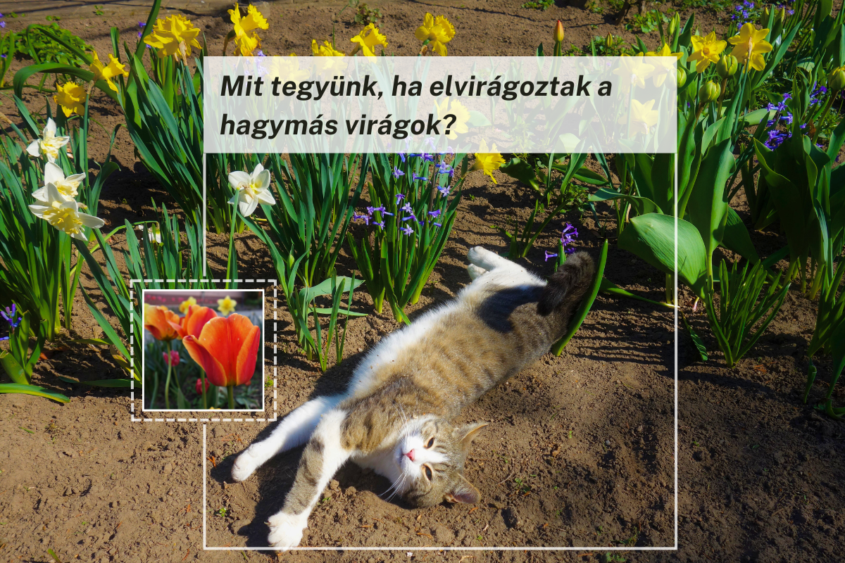 Mit tegyünk, ha elvirágoztak a hagymás virágok?