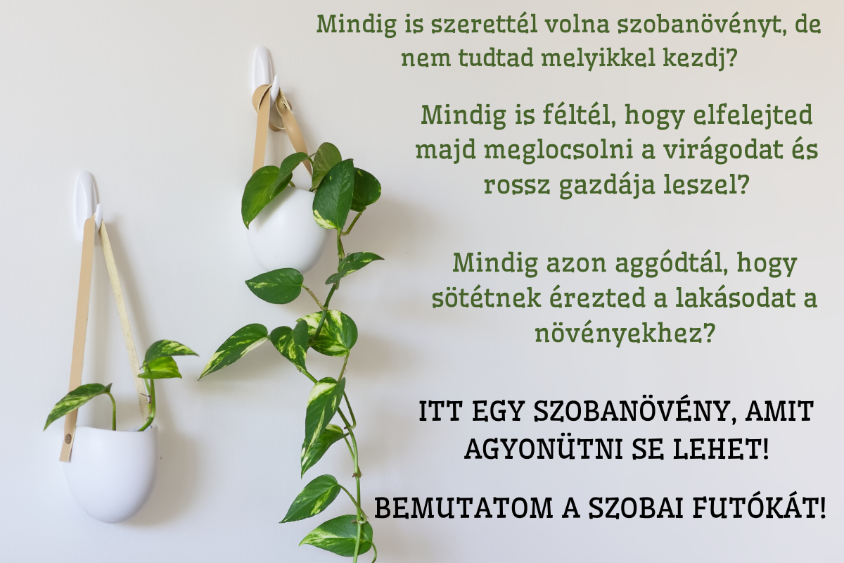 Bemutatom a szobai futókát!