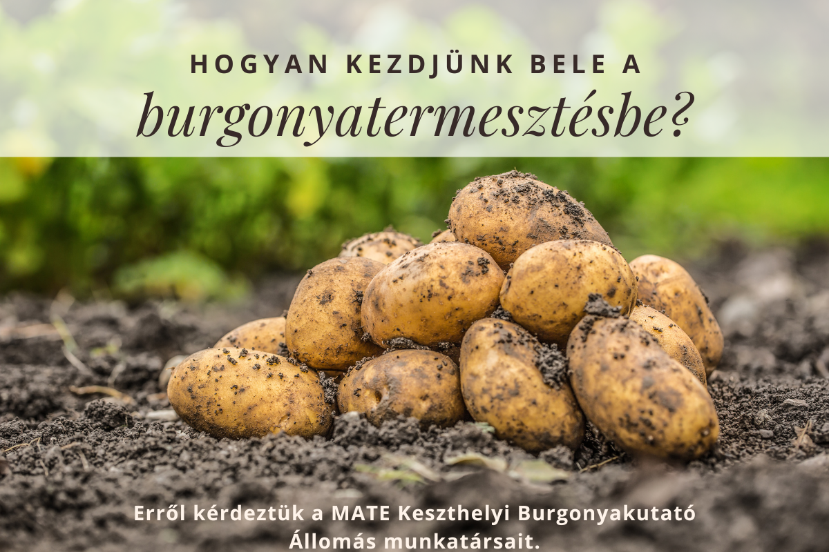 Hogyan kezdjünk bele a burgonyatermesztésbe?